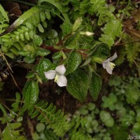 Sonerila pumila Thwaites